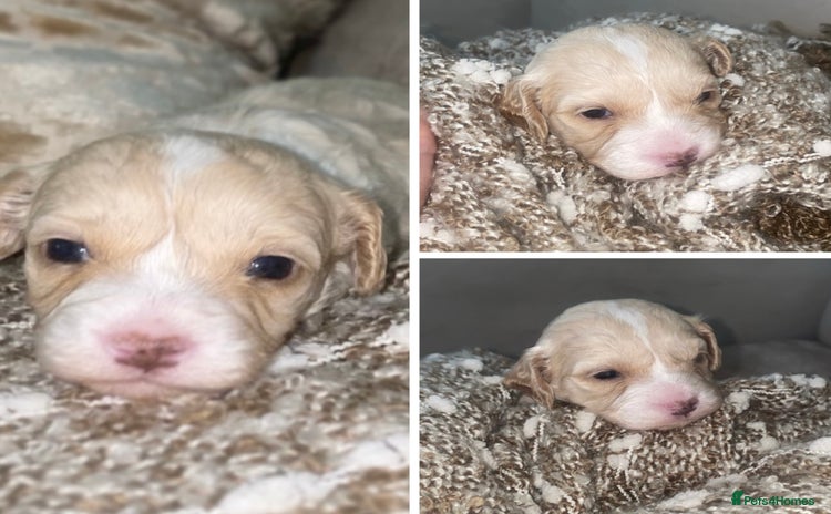 Cavapoo dogs - Advert 4