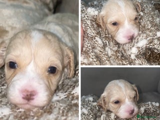 Cavapoo dogs Unique toy cavapoos 🐾 one girl left - Advert 8