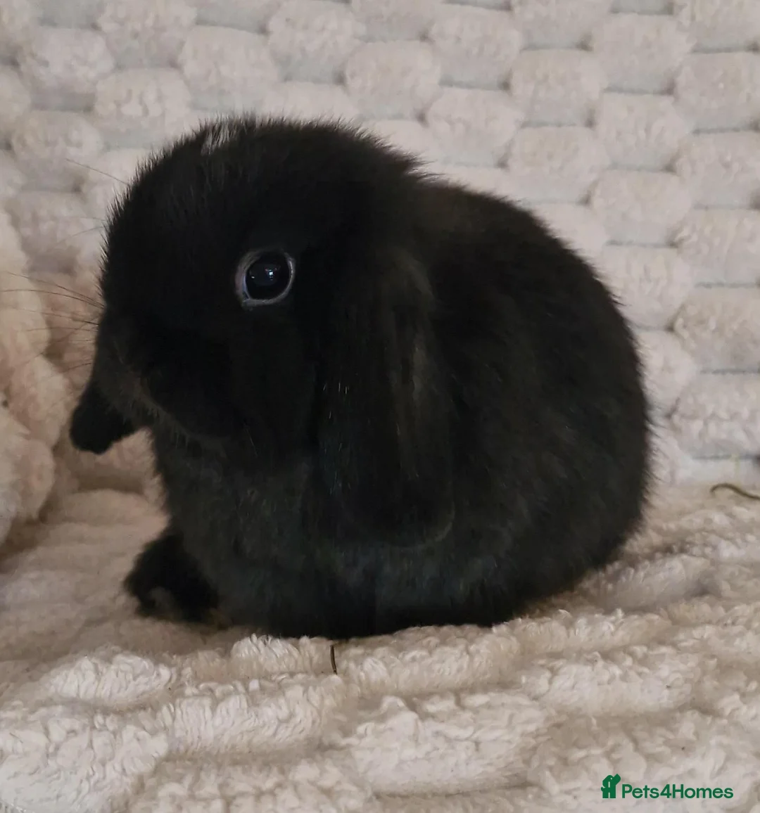 Mini Lop rabbits for sale: 🩷 Ready to leave now Pure bred mini lop girls 🩷 - Advert 2