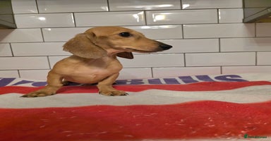 Miniature Dachshund dogs in South Shields - Advert 4