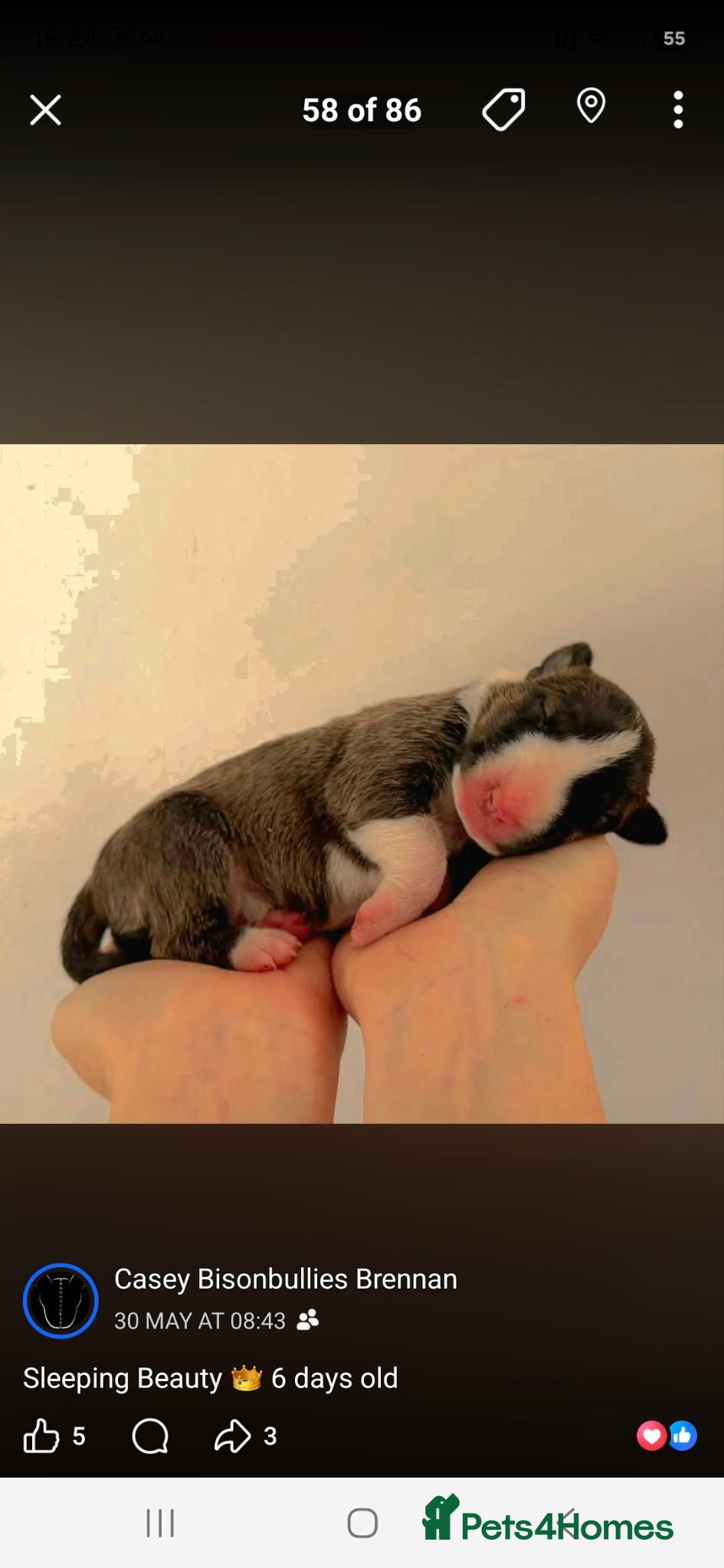 English Bull Terrier dogs Pick of the litter available  - Advert 1