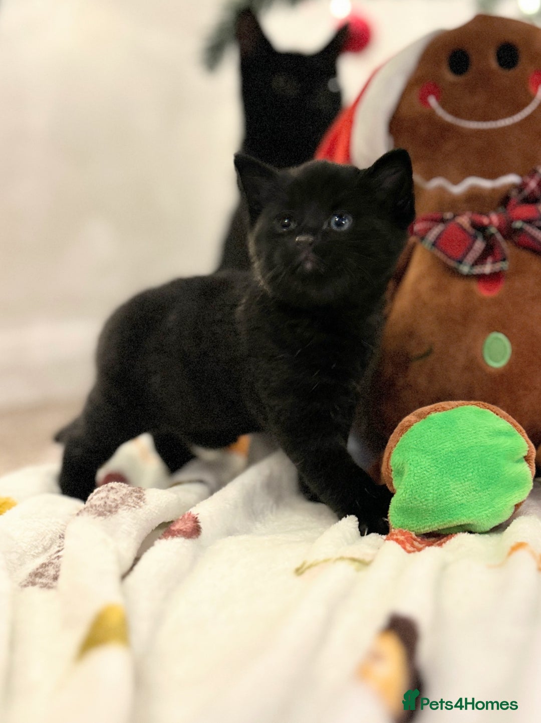 Mixed Breed cats for sale: Bonded Pair of Male Kittens - Must Go Together - Advert 3