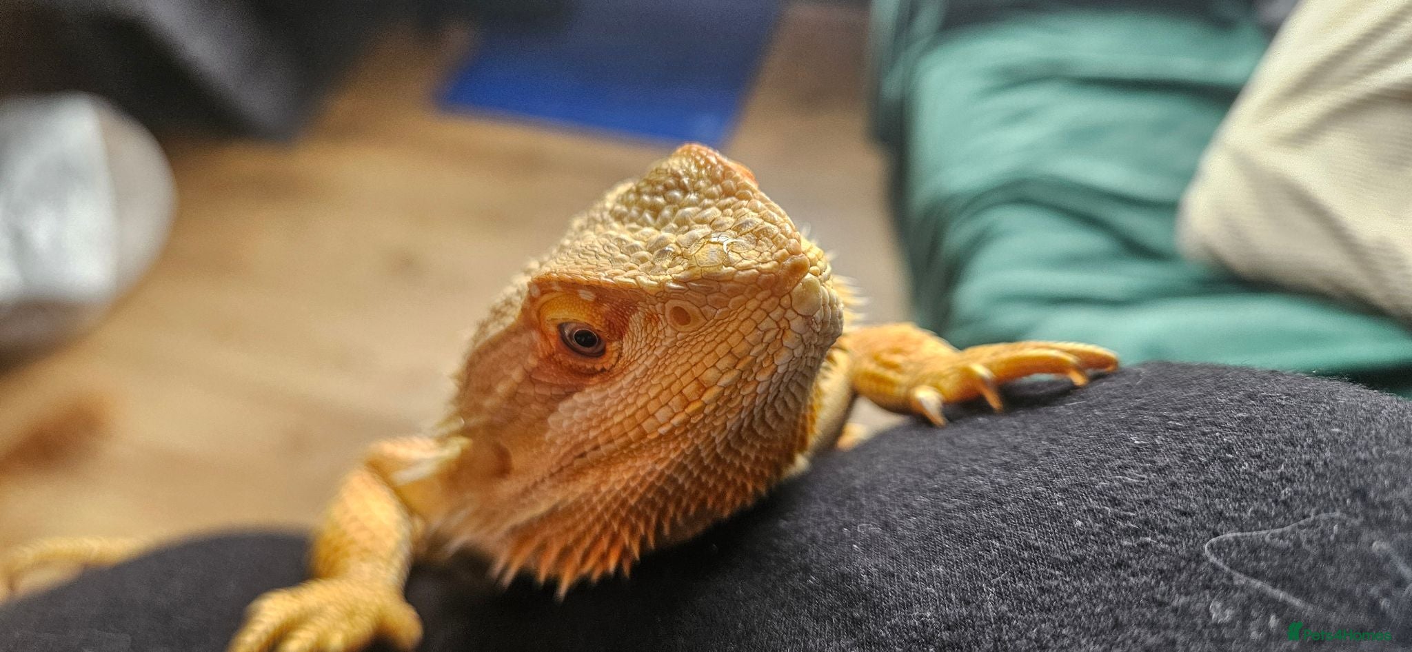 Bearded Dragon reptiles Bearded dragon & setup  - Advert 1