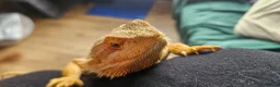 Bearded Dragon reptiles for sale: Bearded dragon & setup  - Advert 1