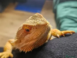 Bearded Dragon reptiles Bearded dragon & setup - Advert 6