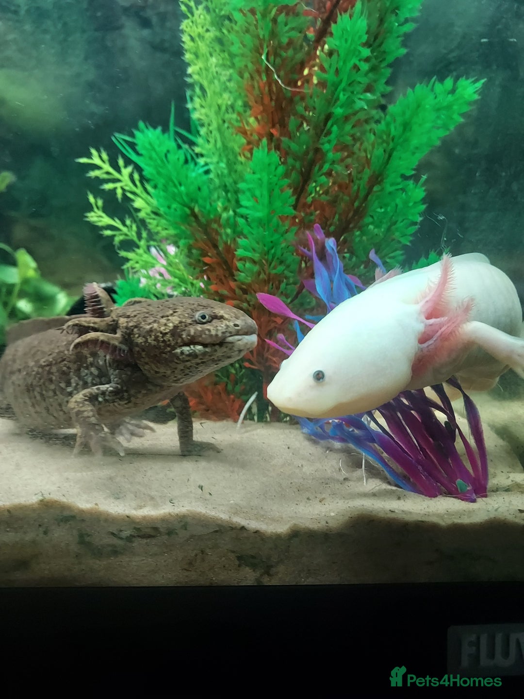 Axolotl reptiles for sale: Two healthy male axolotls, leucisistic and Wild - Advert 11