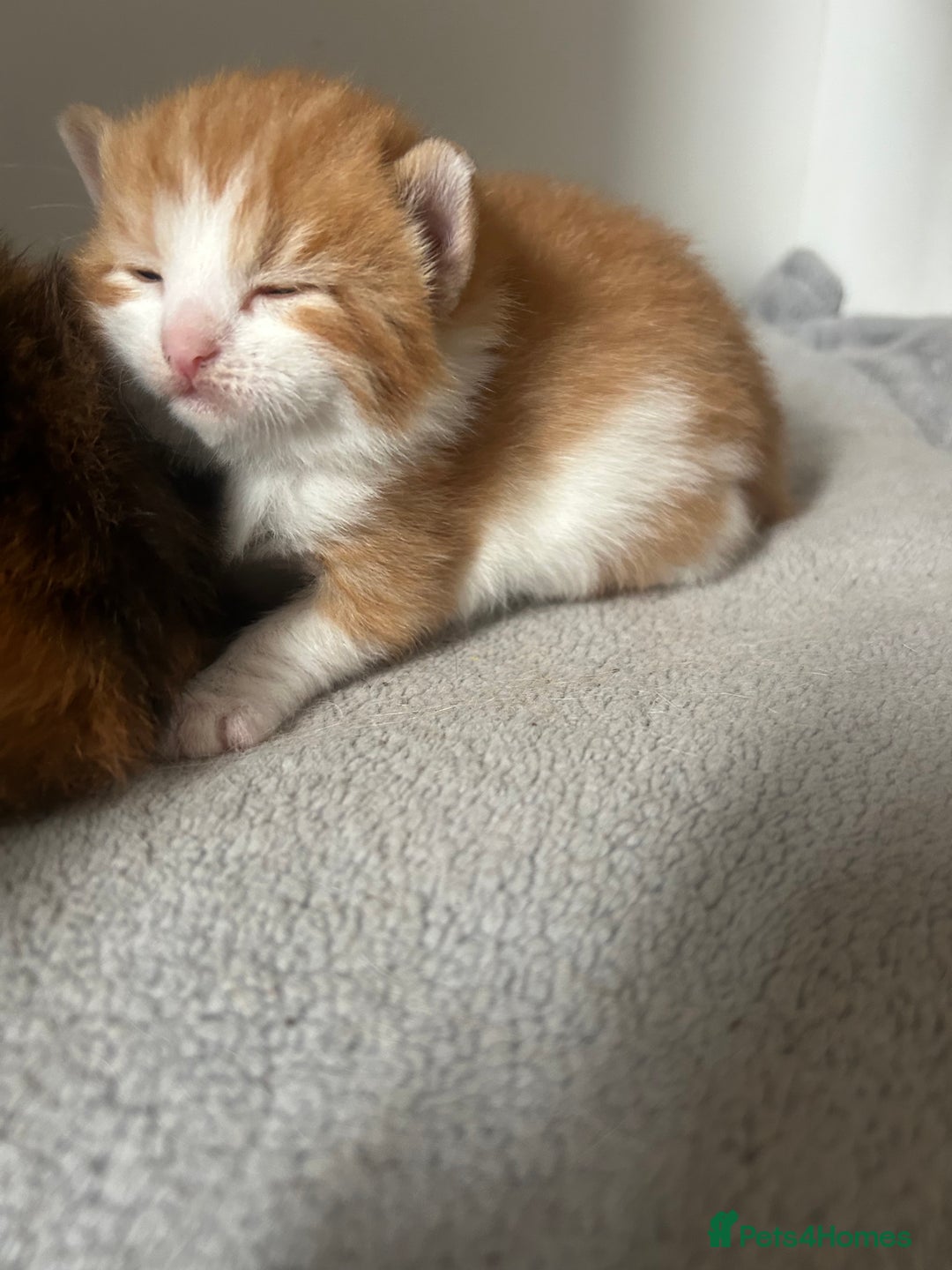 Mixed Breed cats for sale: 3 kittens for sale  - Image 13