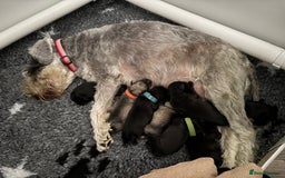 Miniature Schnauzer dogs for sale: Beautiful Miniature Schnauzers - 4 reserved  - Image 2