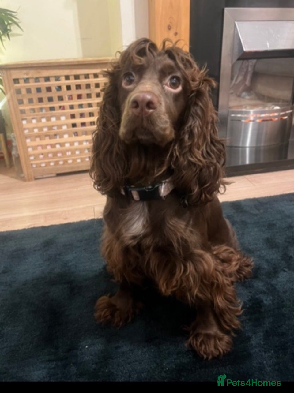 Coco