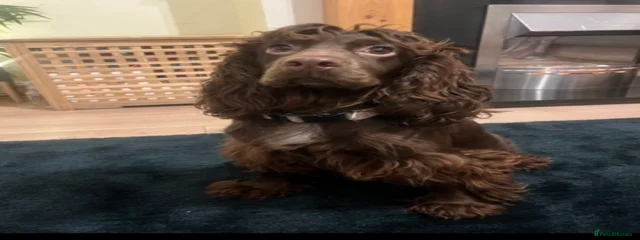 Coco