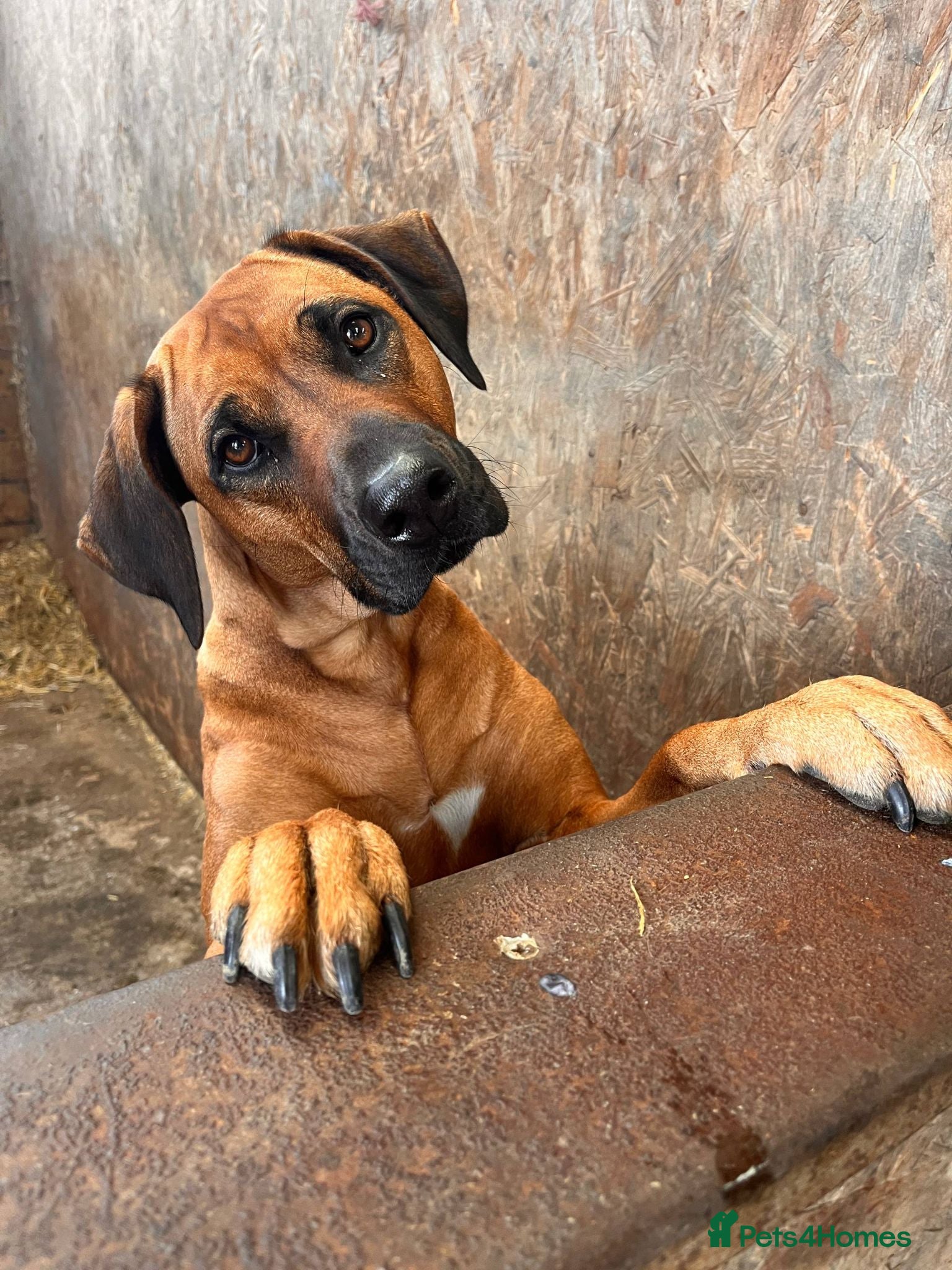 Rhodesian Ridgeback dogs Wait List Open - Safely Arrived 14th June - Advert 1