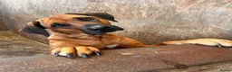 Rhodesian Ridgeback dogs for sale: Wait List Open - Safely Arrived 14th June - Advert 1