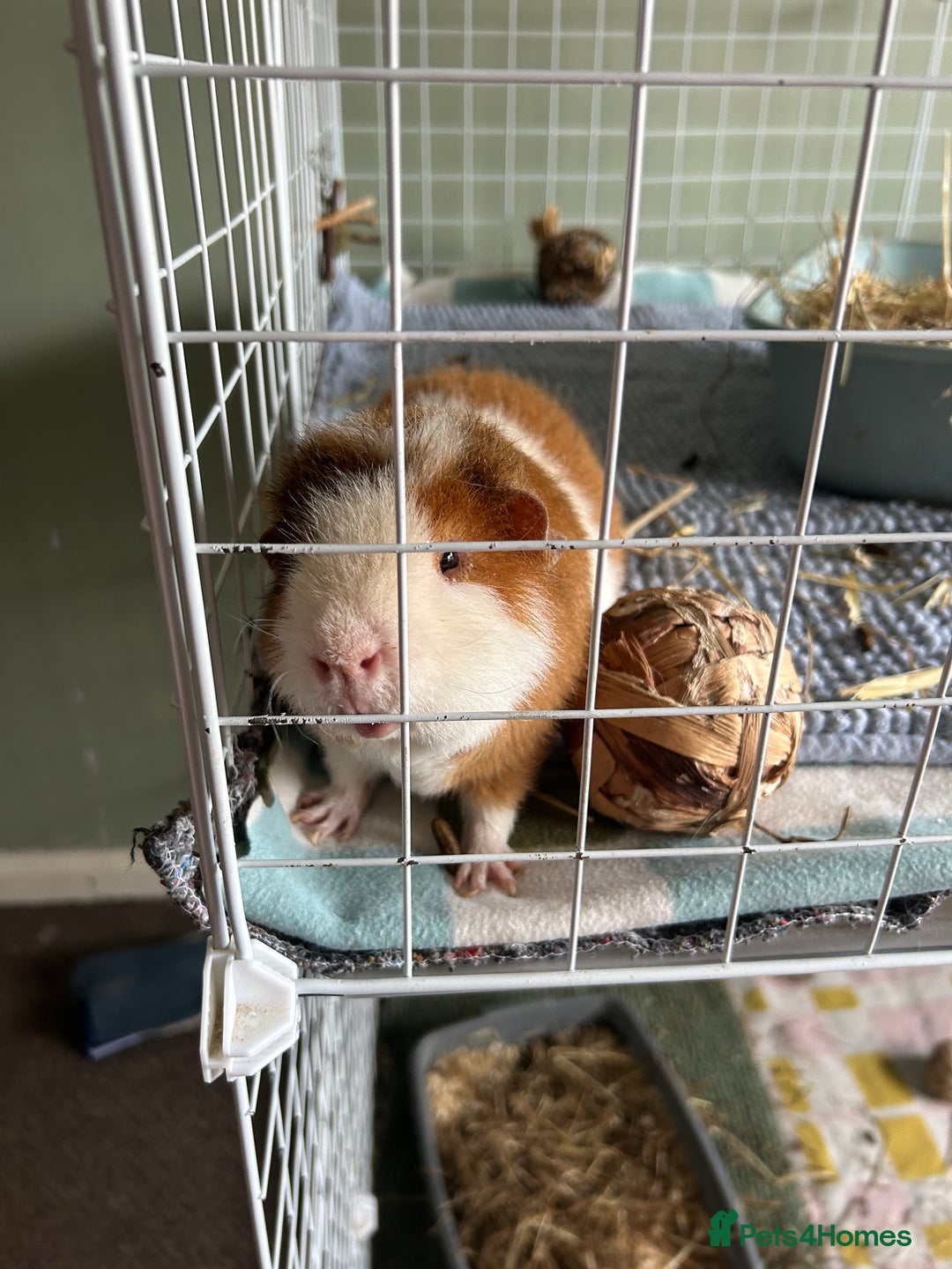 Guinea Pig rodents for sale: Male teddy pig - Advert 1