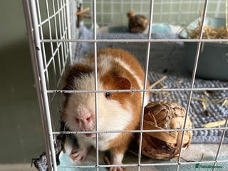 Guinea Pig rodents Male teddy pig - Advert 16