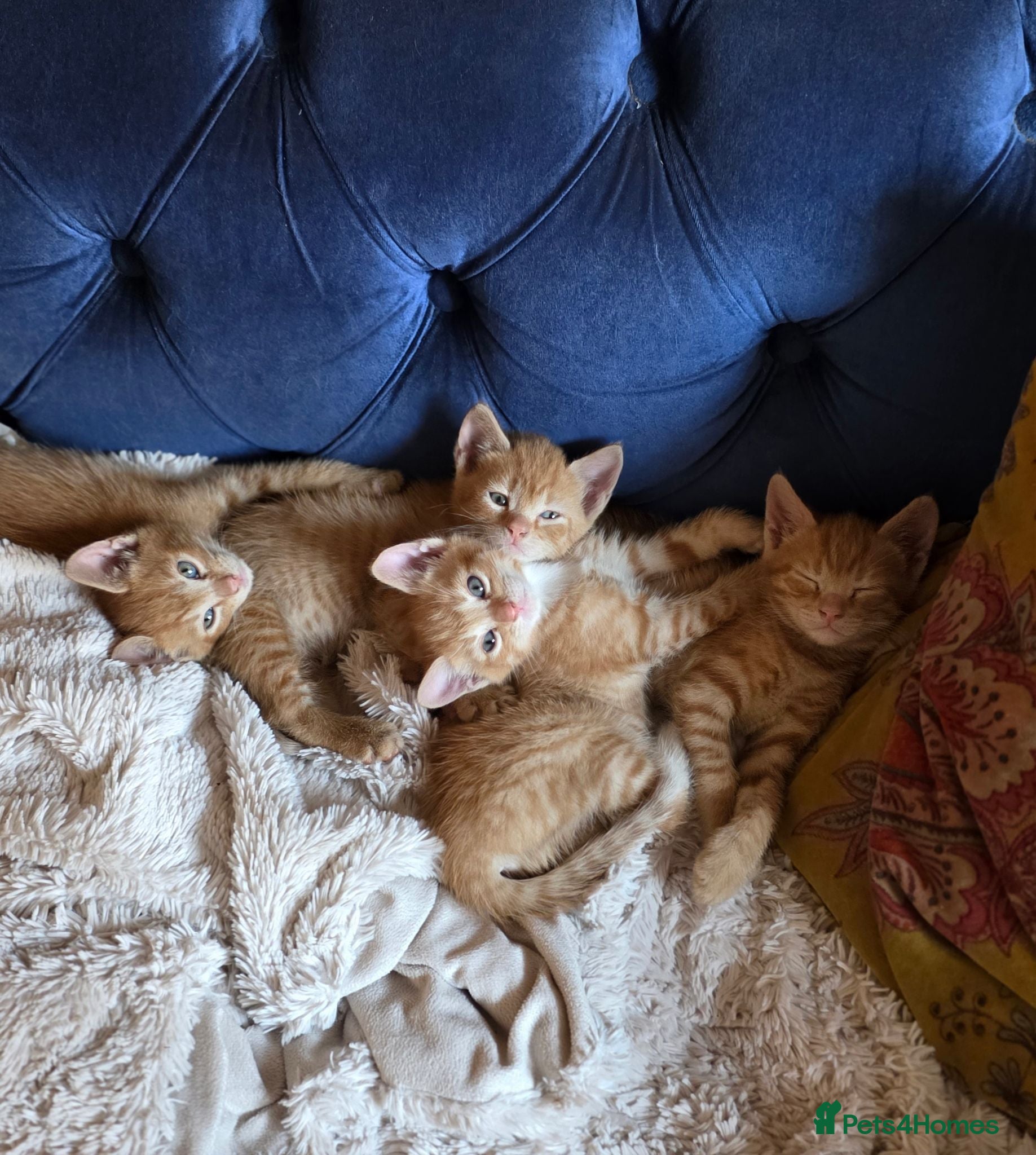 Mixed Breed cats Beautiful ginger kittens  - Advert 1