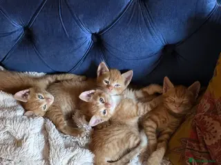 Mixed Breed cats Beautiful ginger kittens - Advert 1