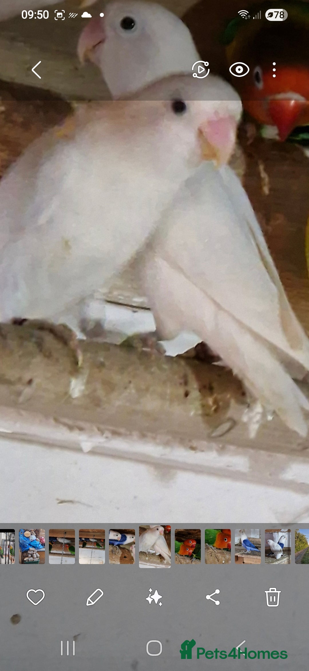 Lovebirds birds for sale: 4 pairs lovebirds - Advert 5