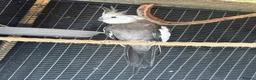 Cockatiels birds for sale: 7 Cockatiels  - Advert 2