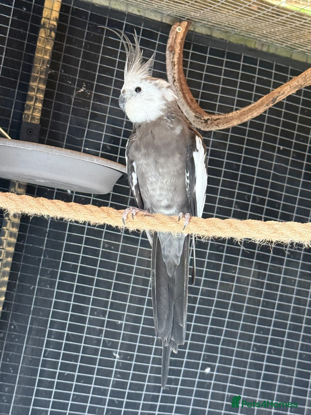 Cockatiels birds for sale: 7 Cockatiels  - Advert 2