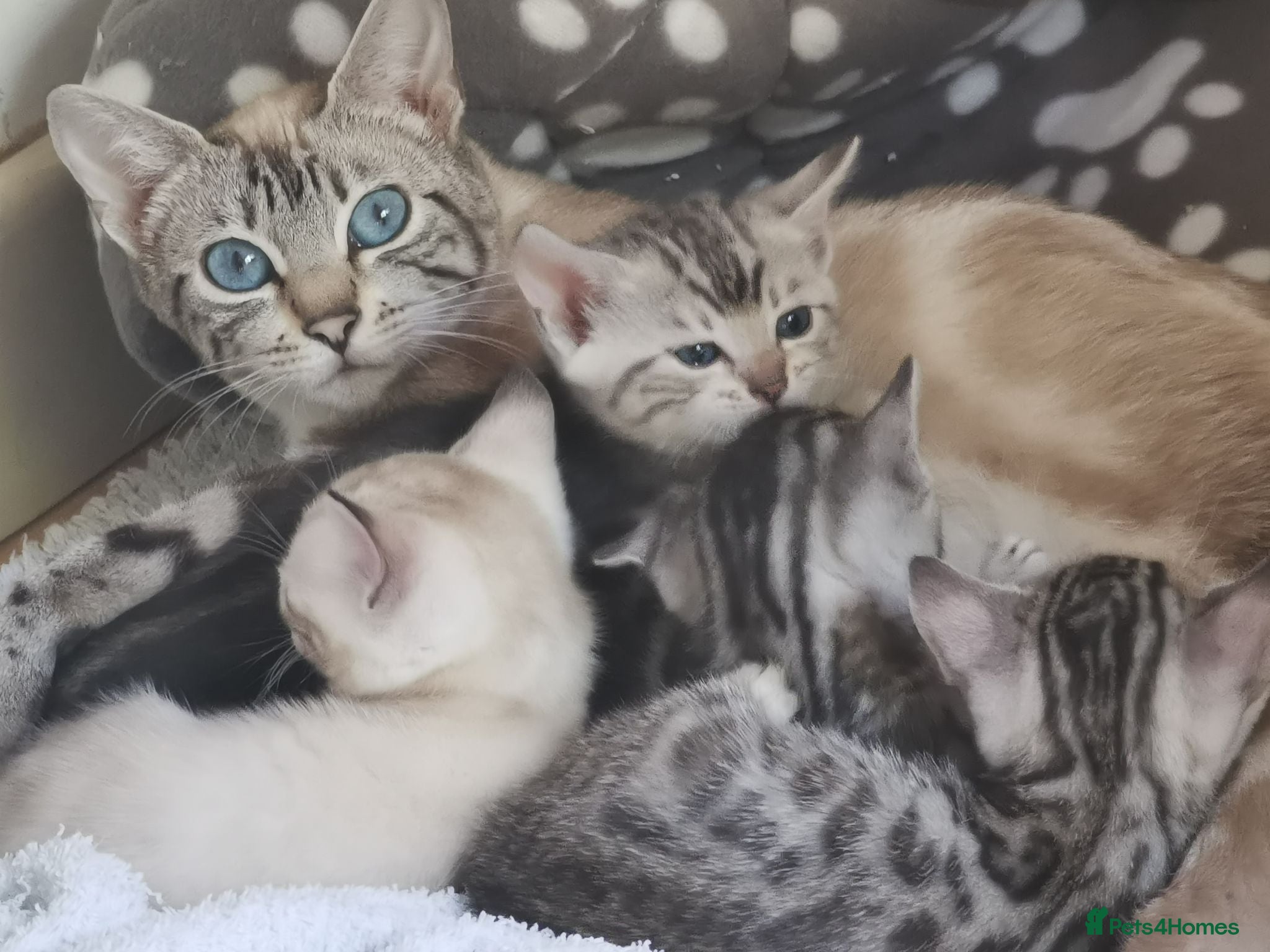 Bengal cats Silver and Snow Bengal girls - Advert 1