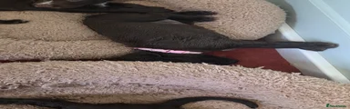 Sprocker 5