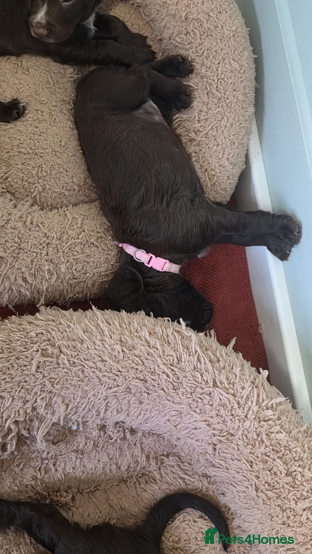 Sprocker dogs for sale: Sprocker spaniel puppies  - Advert 2