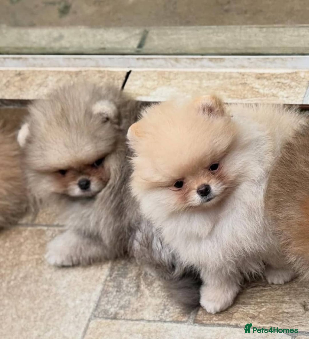 Pomeranian dogs for sale: 🧸🐾 Our Fluffy Pomeranian Puppies for Sale ✨💛 - Image 5