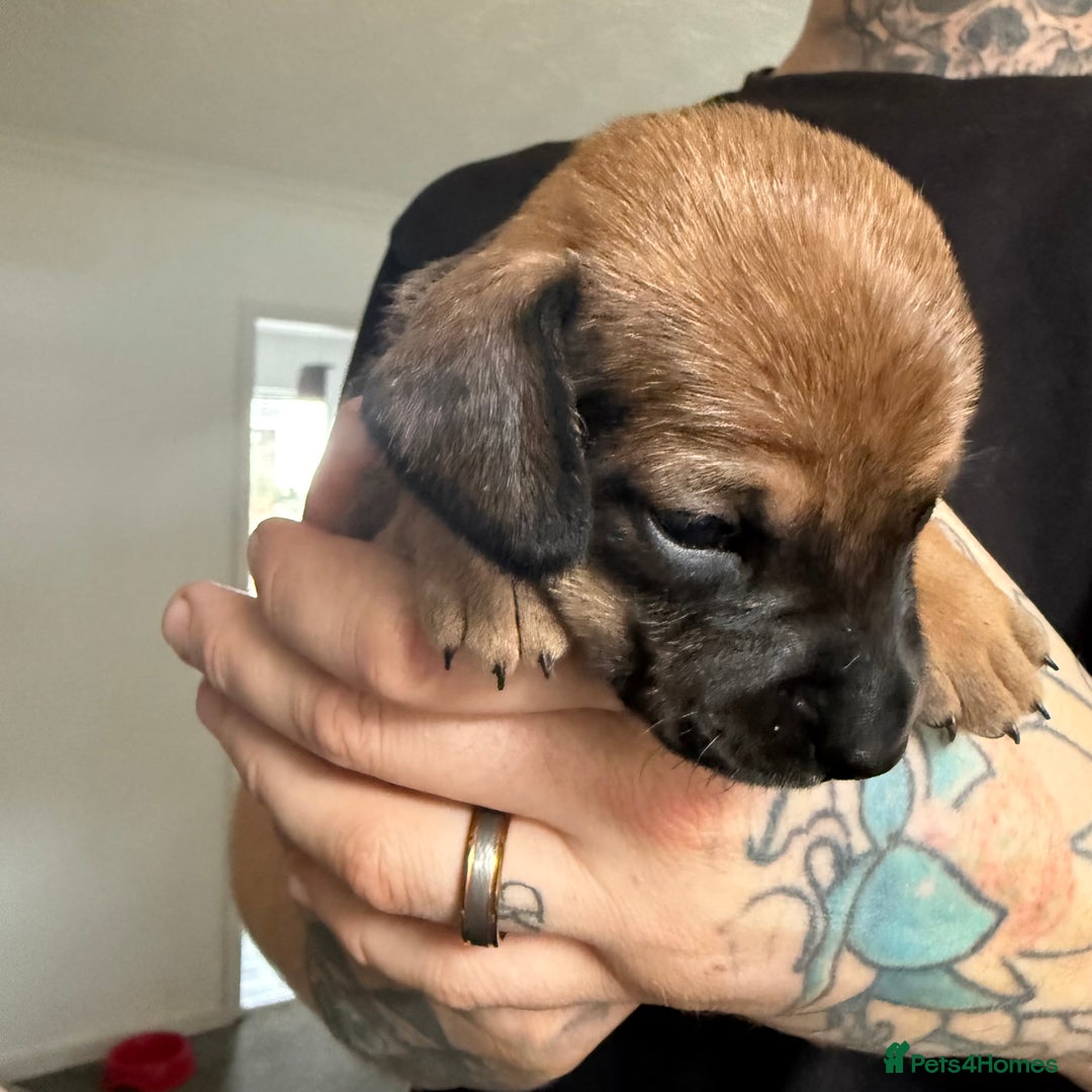 Mixed Breed dogs for sale: 🐾🤎 Adorable Dachshund Cross Puppies  - Image 11