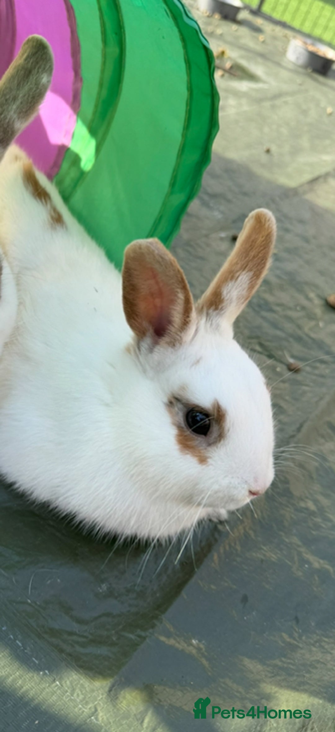 Mixed Breed rabbits for sale: Rabbits for sell. - Image 15