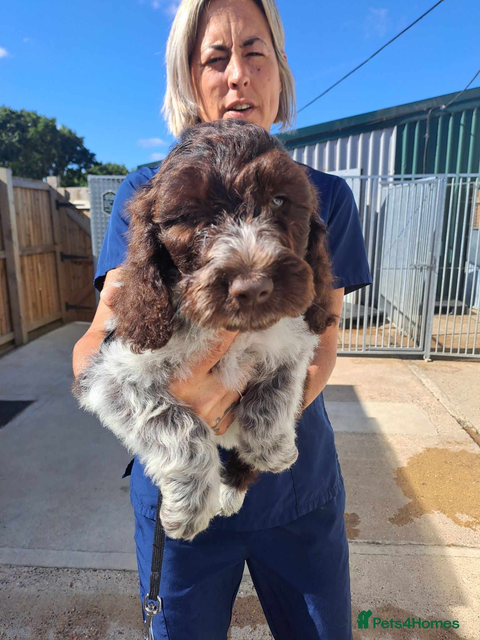 Cockapoo dogs Cockapoo Puppies - Advert 5