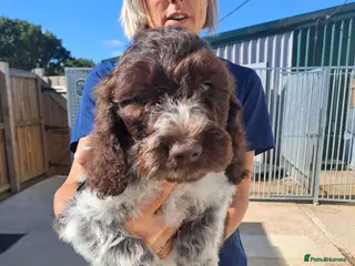 Cockapoo dogs Cockapoo Puppies - Advert 5