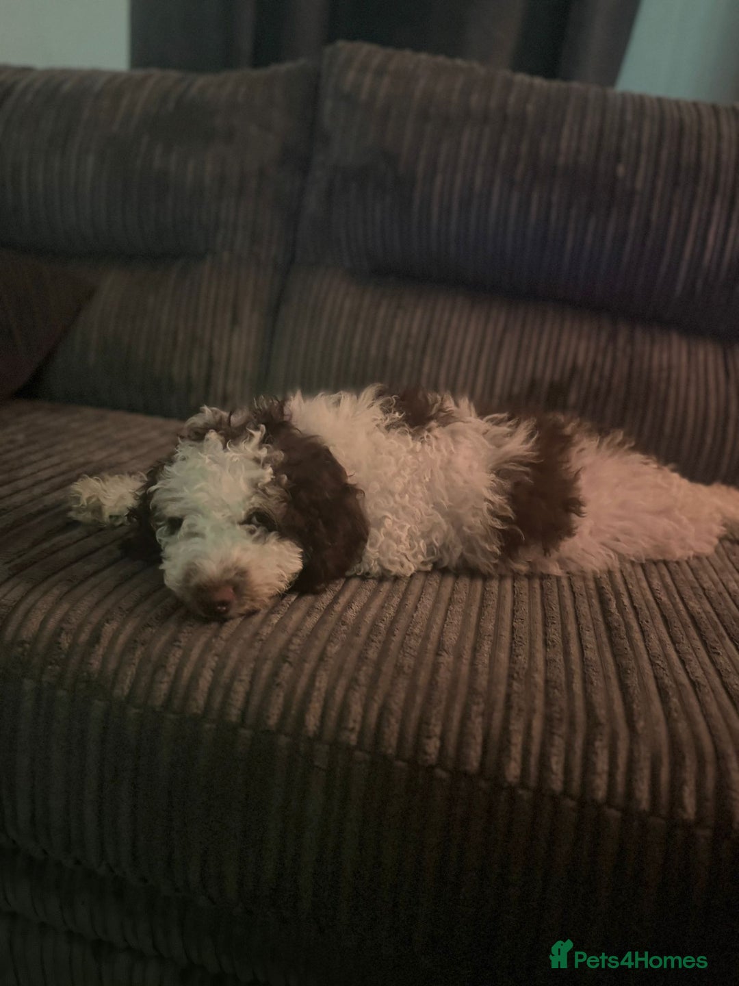 Cockapoo dogs for sale: All Puppies now gone. Waiting list now open.  in Darwen - Image 5