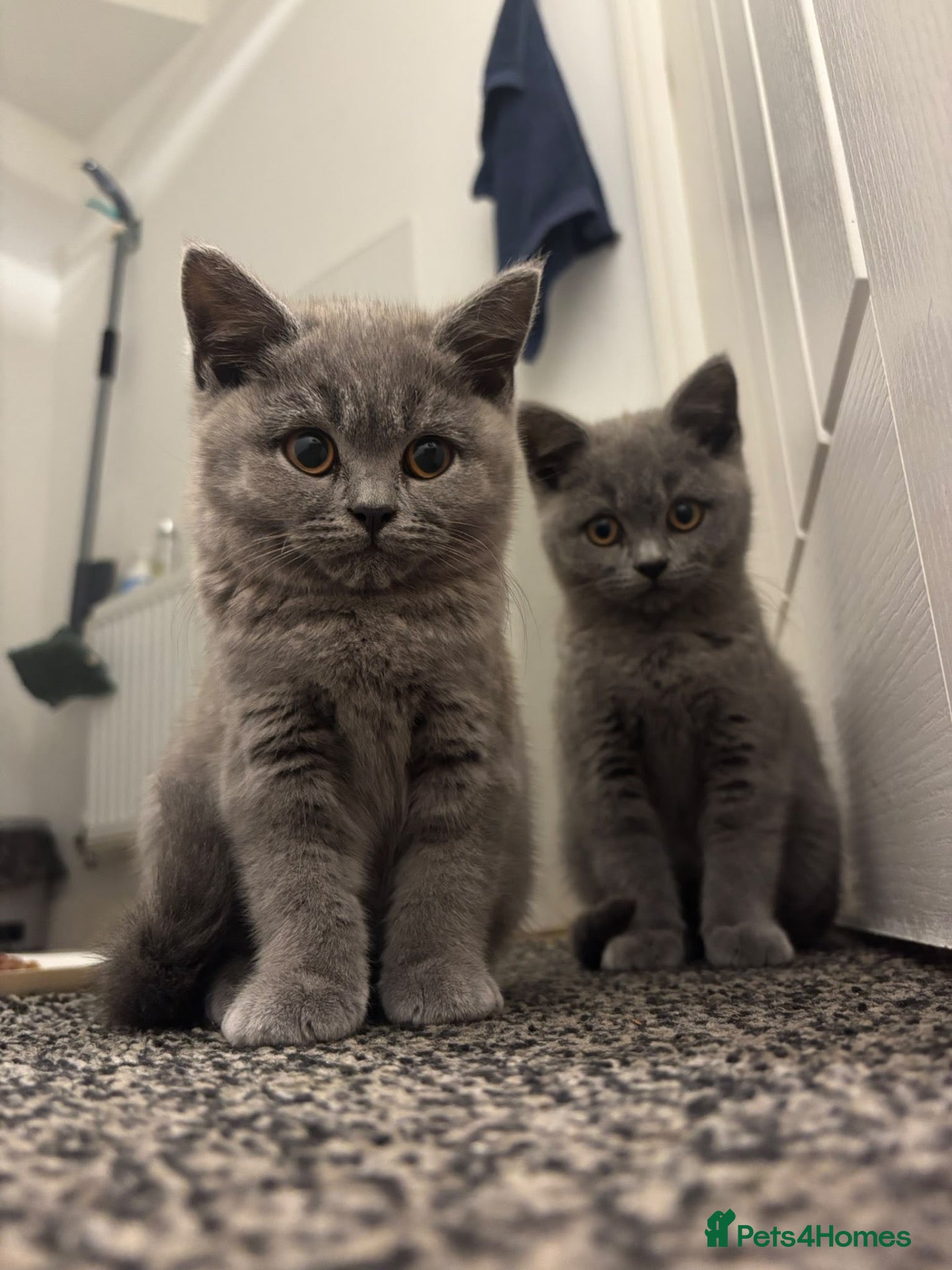 British Shorthair cats 3x Pure British Shorthair kittens - Advert 1