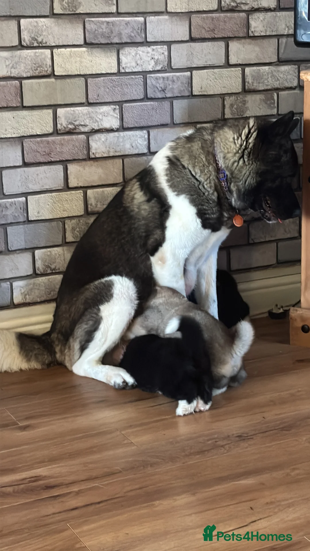 Akita dogs for sale: Adorable Akita Puppies looking for Forever Homes - Advert 7