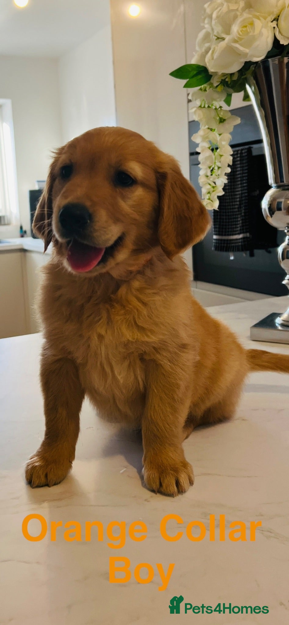 Golden Retriever dogs Kc extensively health tested boys and girls  - Advert 8