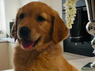 Golden Retriever dogs Kc extensively health tested boys and girls - Advert 8