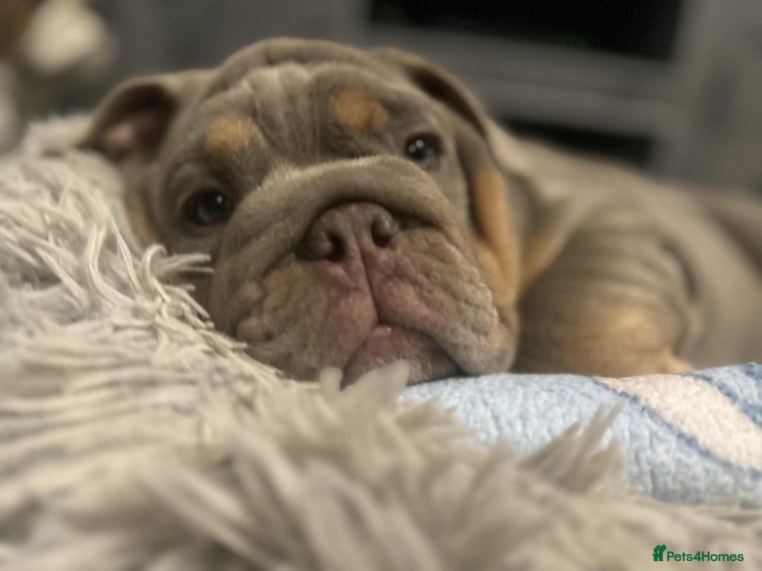 English Bulldog dogs for sale: Quality English bulldog now reduced  - Image 8