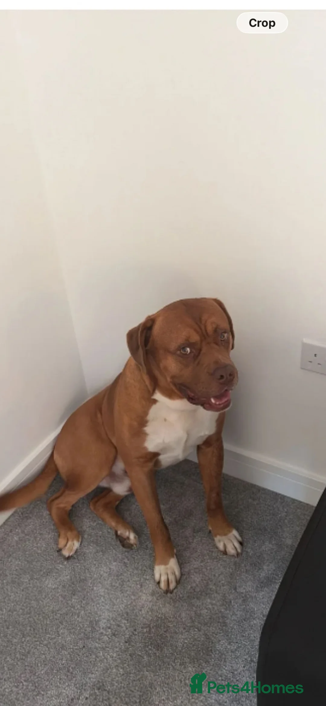 Mixed Breed dogs for sale: Scoob - Advert 2