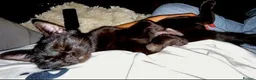 Mixed Breed cats for adoption: VIVIEN - Advert 9