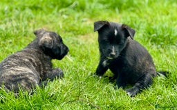 Mixed Breed dogs for sale: Weeranian Pups - Image 12