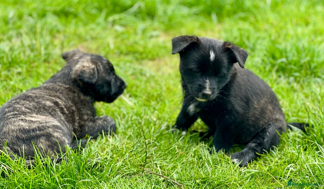 Mixed Breed dogs for sale: Weeranian Pups - Image 12