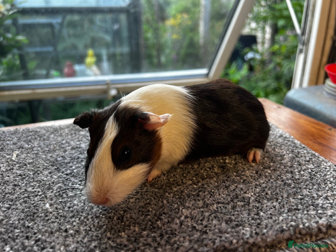 Guinea Pig rodents for sale: Dutch Sows/girls - Image 27