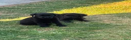 Labrador Retriever dogs for sale: 2 gorgeous boy pups left  in Pontypool - Advert 5