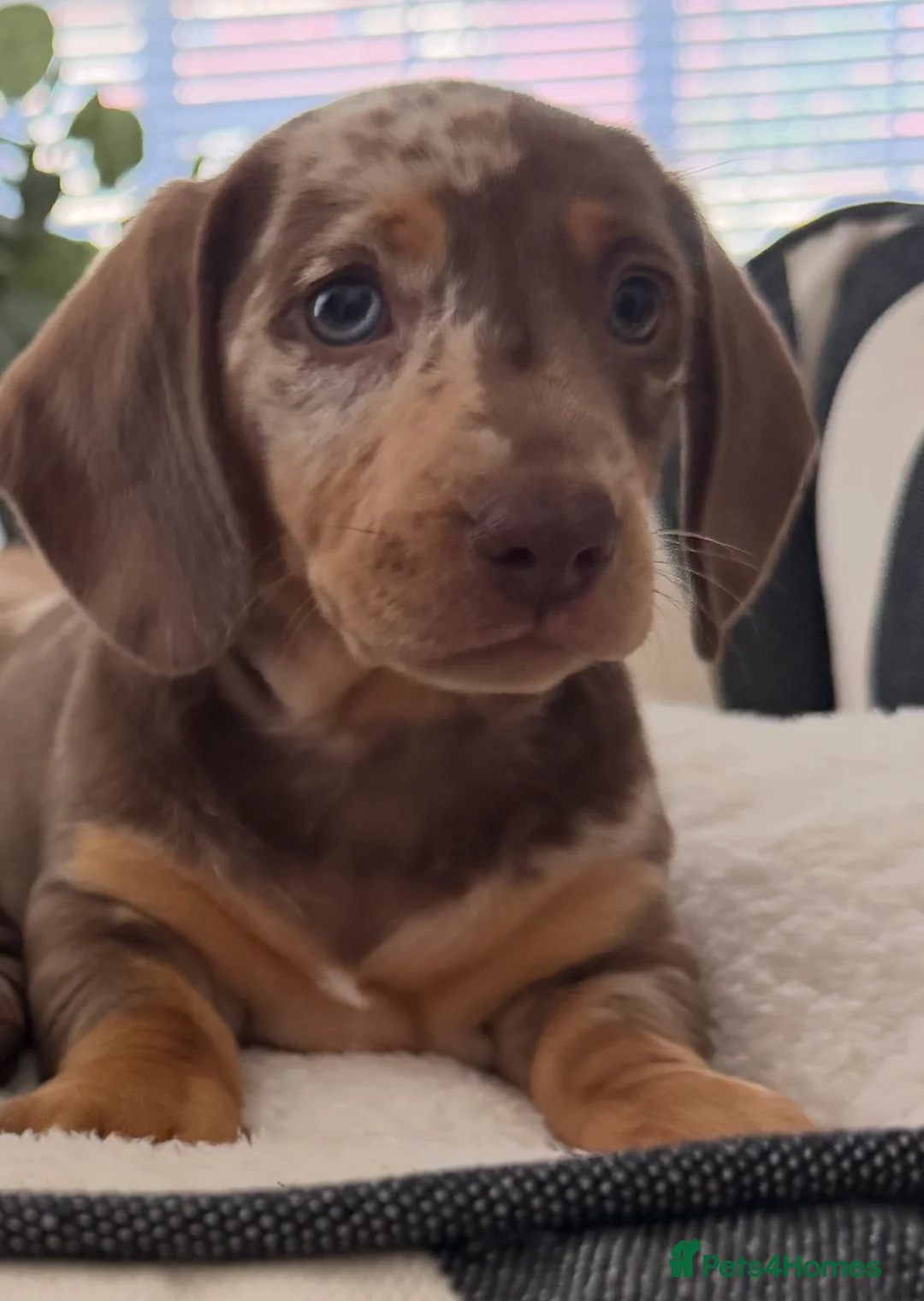 Miniature Dachshund dogs for sale: Beautiful dapple girl🤍 - Advert 1