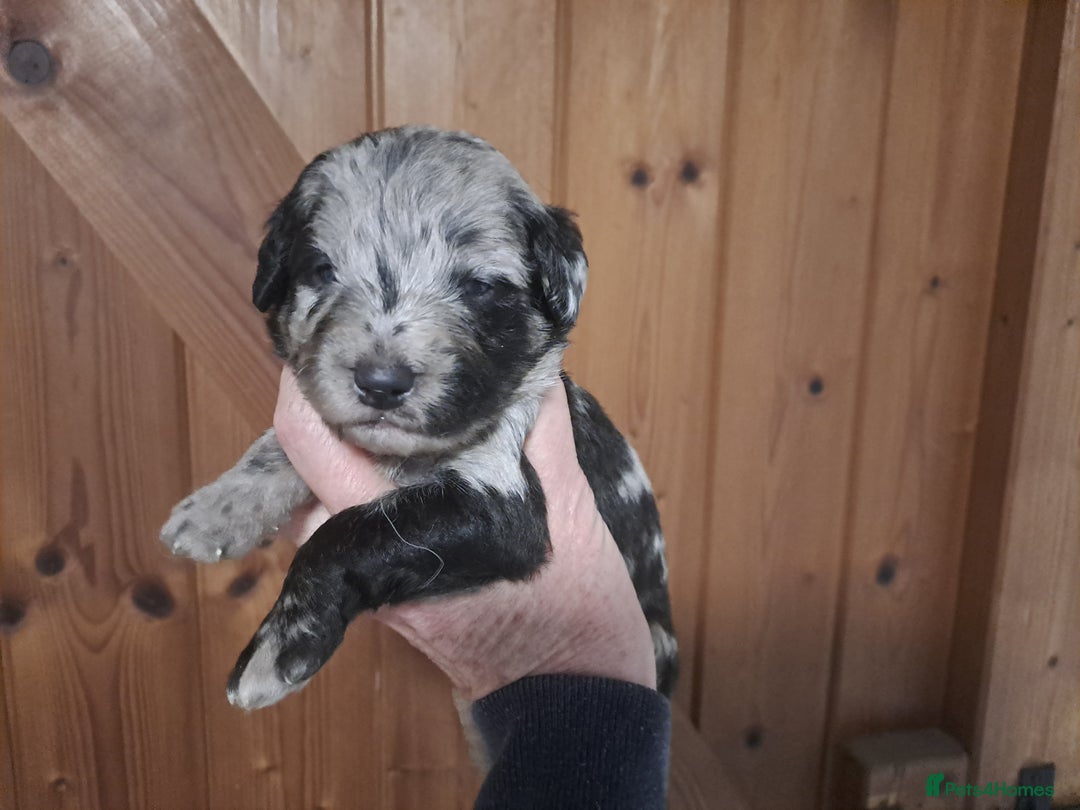 Labradoodle dogs for sale: Gorgeous Mini Labradoodle Puppies - Advert 3