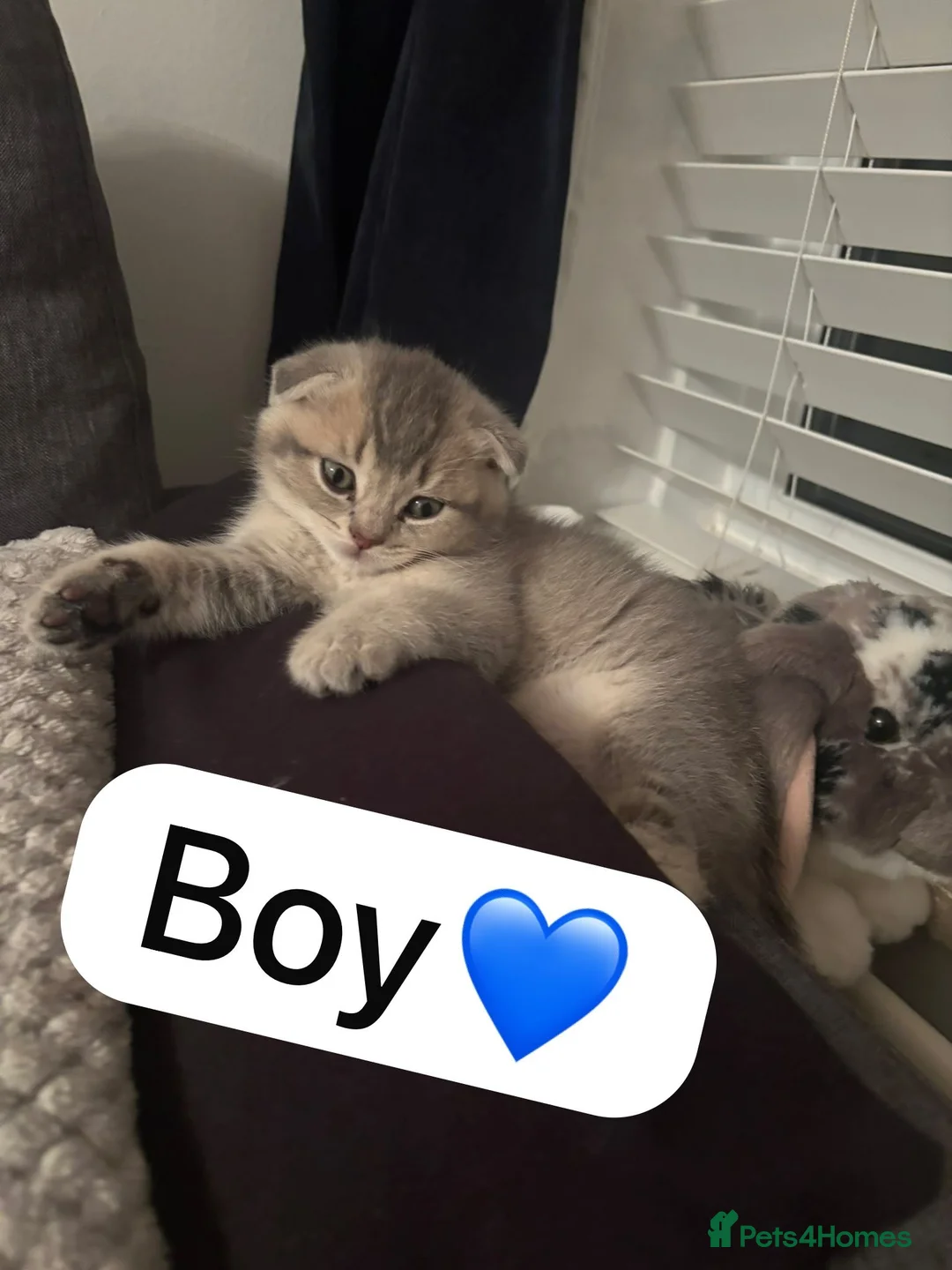 Scottish Fold cats for sale: Scottish Fold boys and girls ready to rehome  - Advert 16