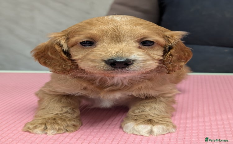 Cockapoo dogs Stunning health tested F1 cockapoo puppies - Advert 2