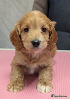 Cockapoo dogs Stunning health tested F1 cockapoo puppies - Advert 2