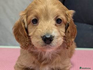 Cockapoo dogs Stunning health tested F1 cockapoo puppies - Advert 16