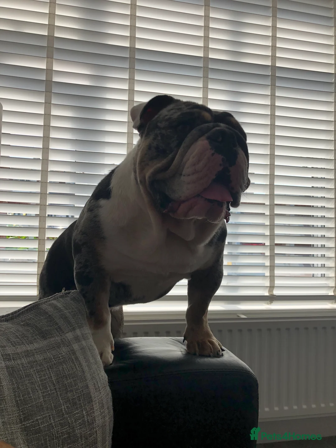 English Bulldog dogs for stud: Proven English Bulldog Stud - Blue Tri Merle in Romford - Advert 5
